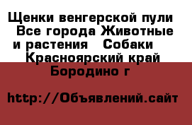 Щенки венгерской пули - Все города Животные и растения » Собаки   . Красноярский край,Бородино г.